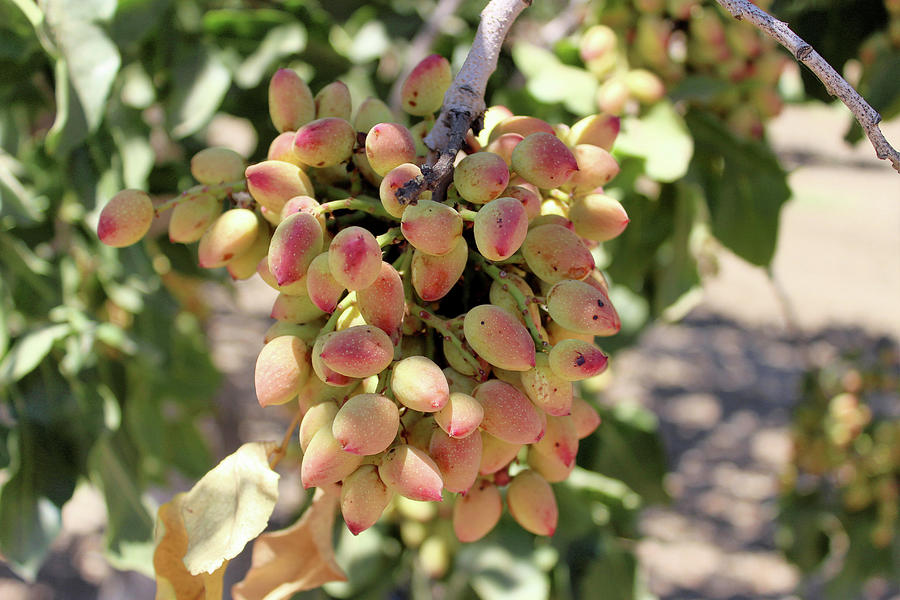 California Pistachios United States Of America Photograph By Curtis   California Pistachios United States Of America Curtis Boggs 