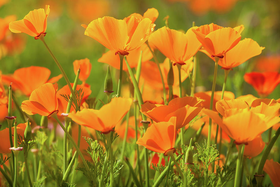 California Poppies 1 Photograph by Rich Nicoloff - Pixels