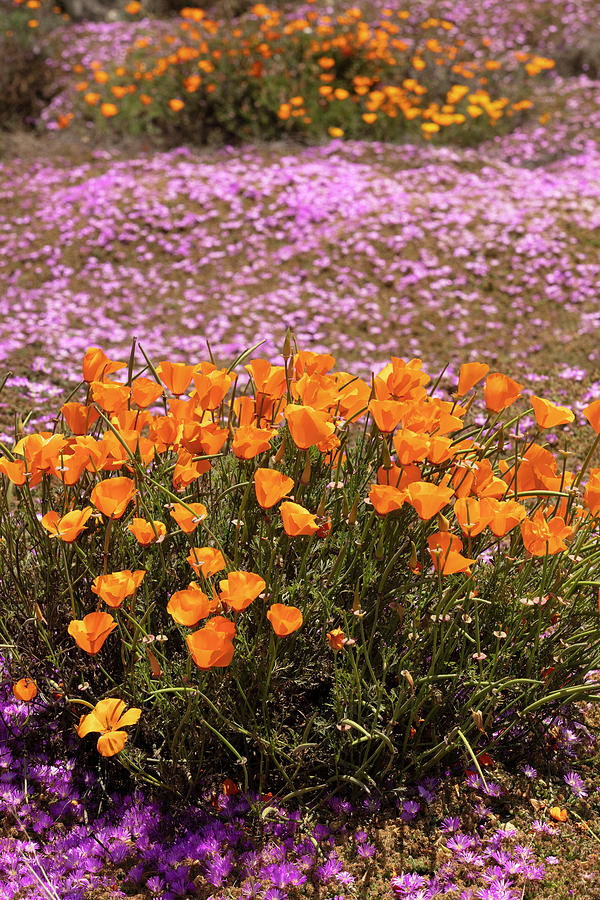 California Poppies Photograph by AJ Dahm