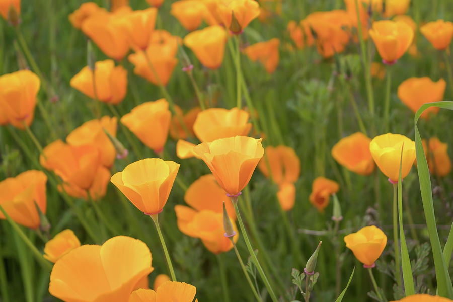 California Poppies Photograph by Alison Frank