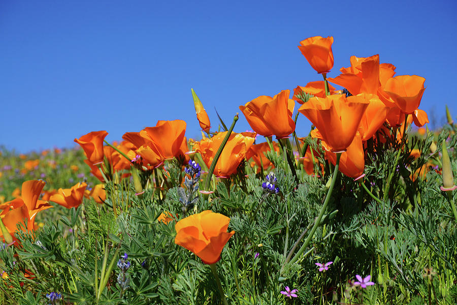 California Poppies and Blue Sky Photograph by Kimberly Nickelson