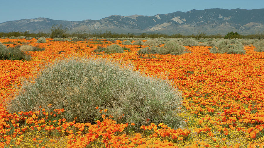 California Poppies and Goldfields in Mojave Desert Photograph by Ram Vasudev