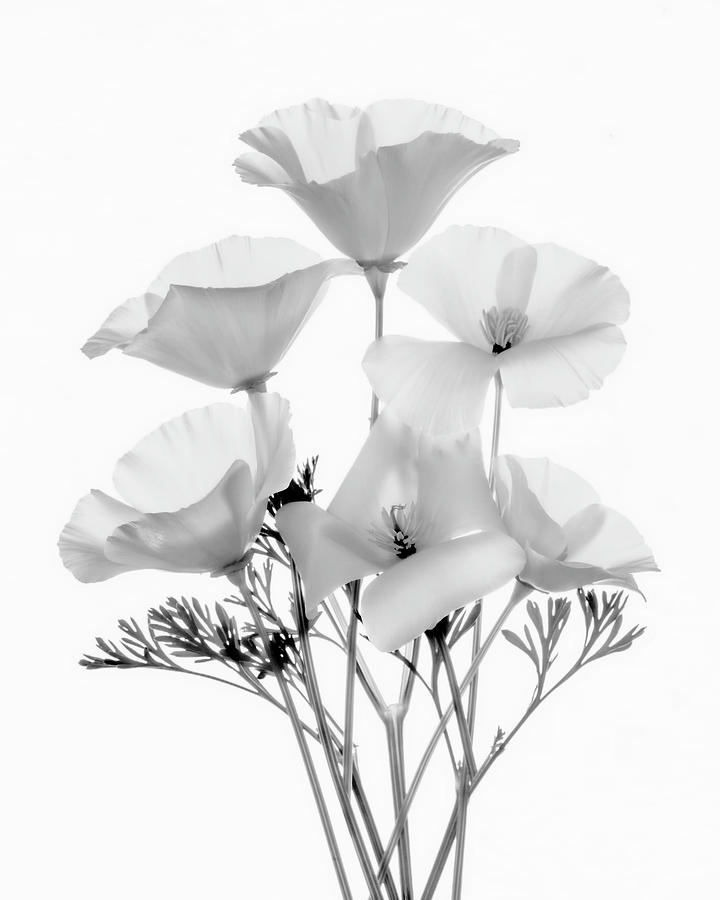California Poppies Black and White Photograph by Wes and Dotty Weber