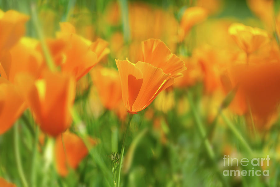 California poppies bloom Photograph by Delphimages Photo Creations