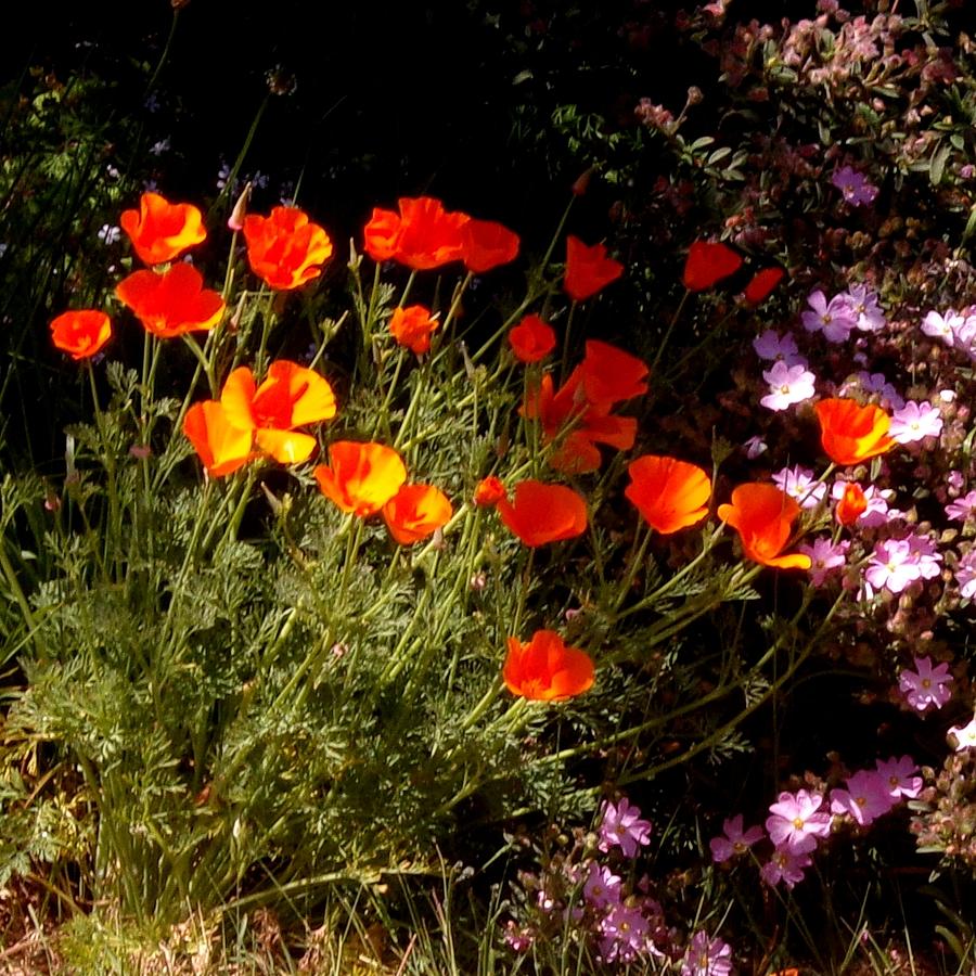Poppy Digital Art - California Poppies by the Road by Leonard Keigher