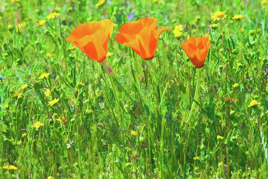 California Poppies Close-up 2 Photograph by Ram Vasudev