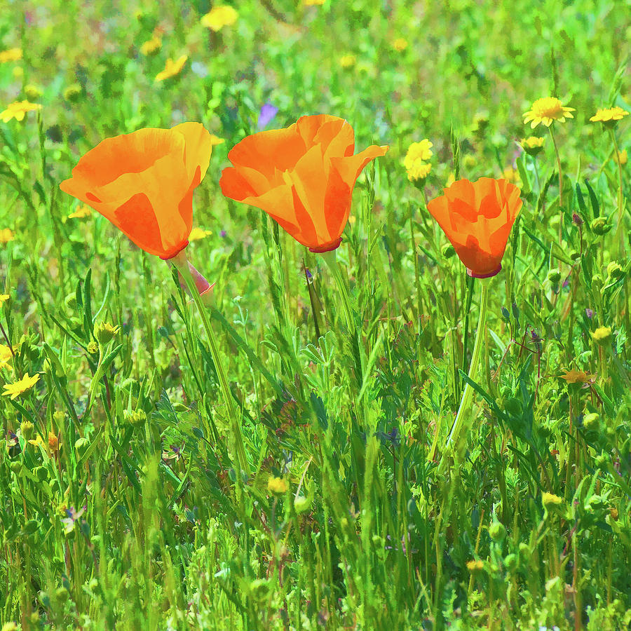 California Poppies Close-up 3 Photograph by Ram Vasudev