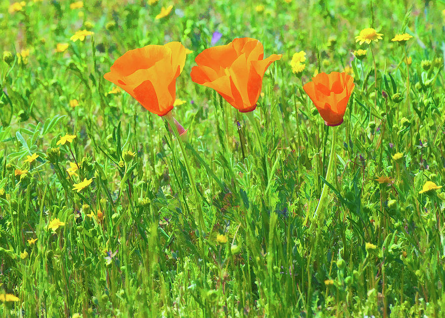 California Poppies Close-up 4 Photograph by Ram Vasudev