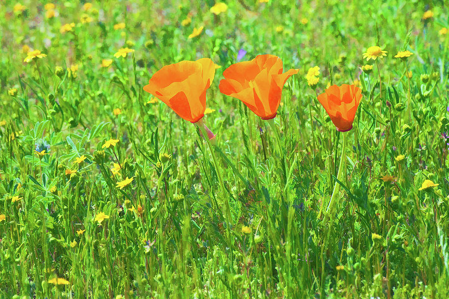 California Poppies Close-up Photograph by Ram Vasudev