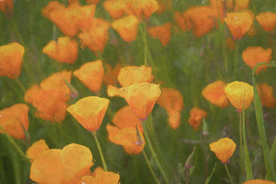 California Poppies DD Photograph by Alison Frank