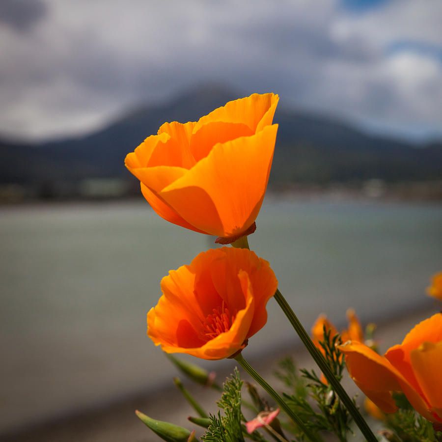 California Poppies Photograph by Donald Kinney