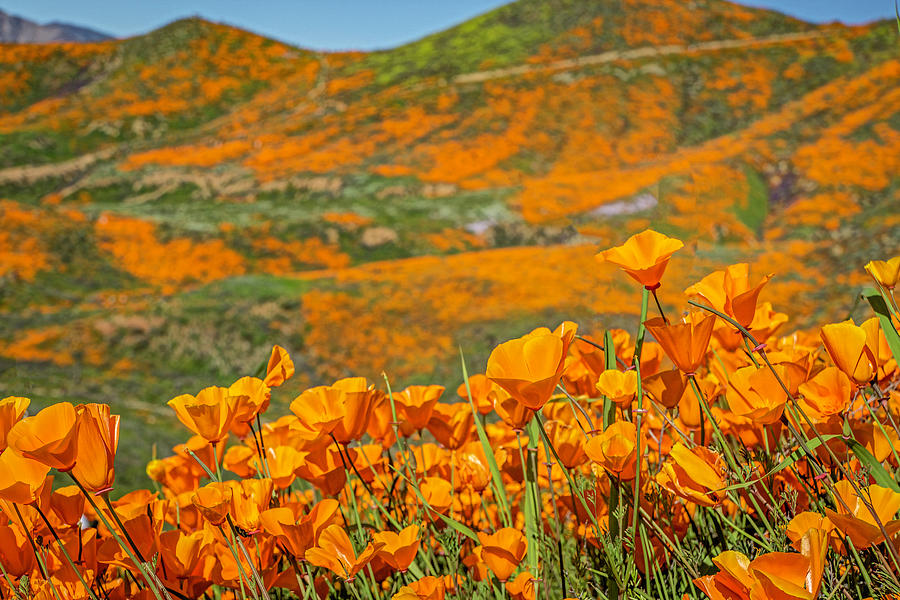 California Poppies Explode with Color Photograph by Lindsay Thomson