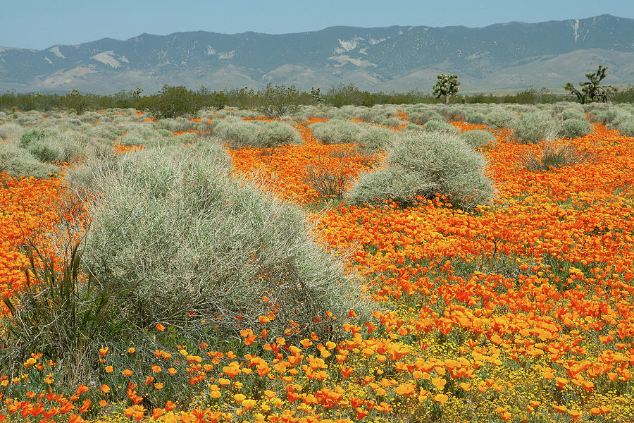 California Poppies, Goldfields, Sagebrush and Joshua Trees in Mojave Desert, California Photograph by Ram Vasudev