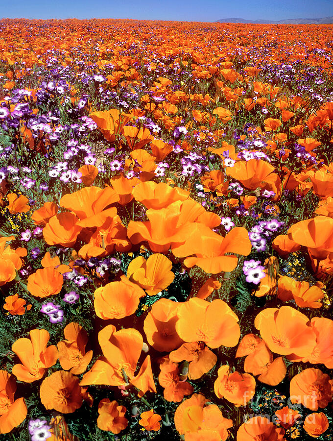 California Poppies Hollyleaf Gilia California Photograph by Dave Welling