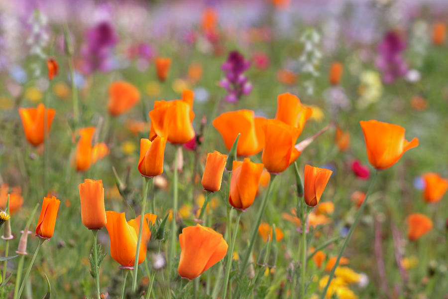 California Poppies in the Meadow Photograph by Vanessa Thomas