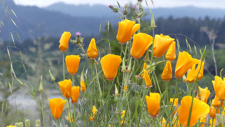 California Poppies Photograph by Margaret Pitcher