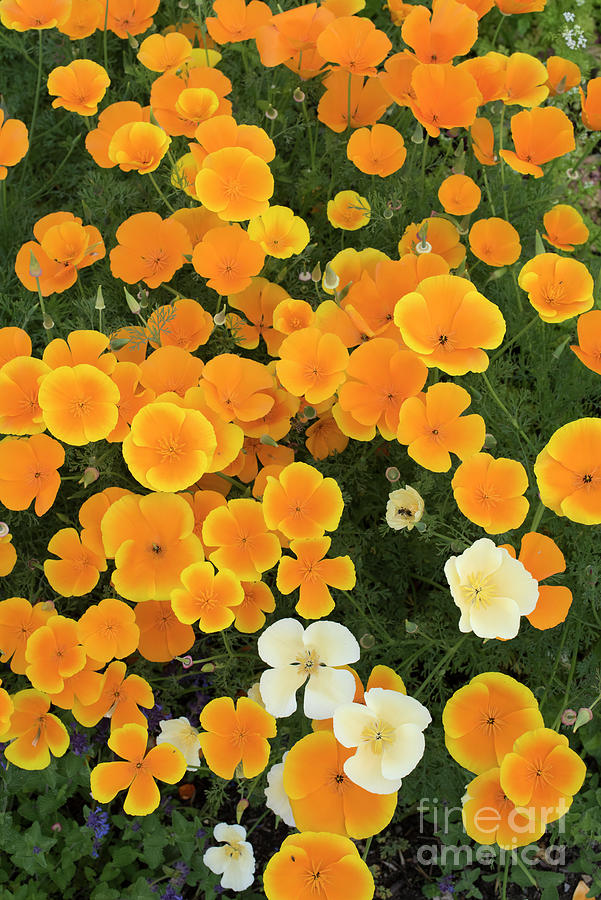 California Poppies Pattern Photograph by Tim Gainey