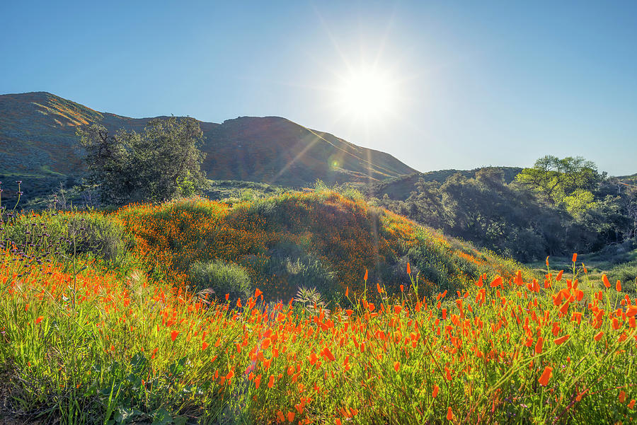 California Poppies Warmed By The Sun Photograph by Joseph S Giacalone