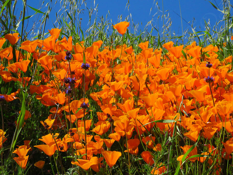 California Poppies Super Bloom Photograph by Beth Edwards Fine Art