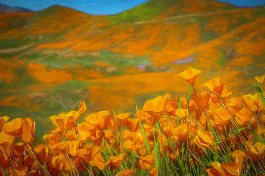 California Poppies Explode with Color 2 Photograph by Lindsay Thomson