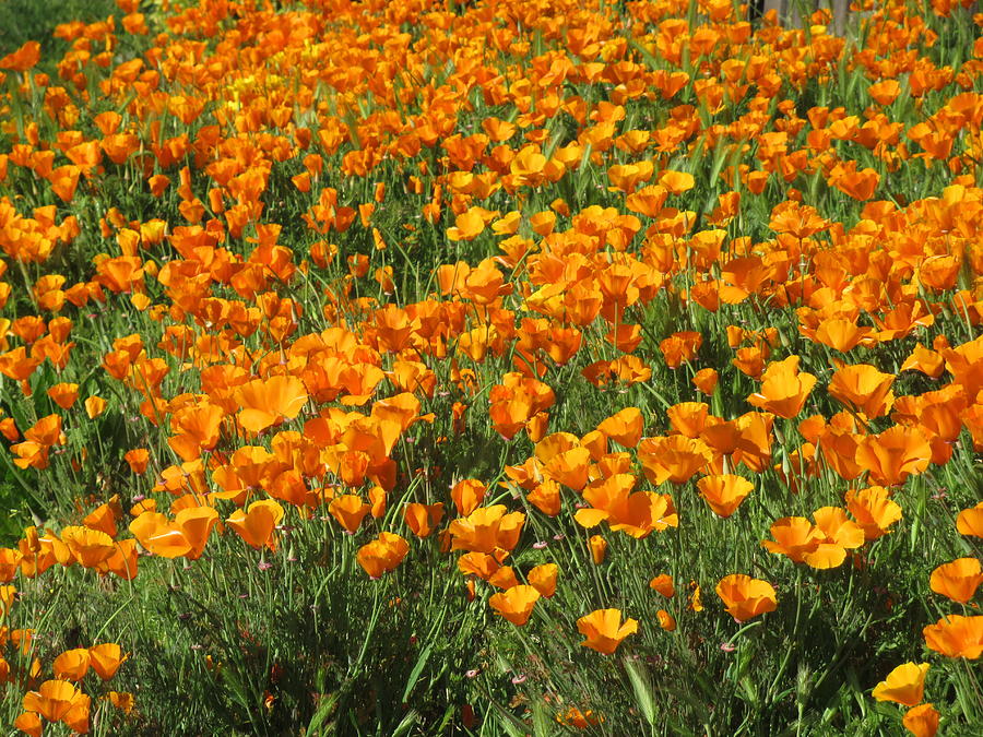 California Poppies Superbloom Photograph by Mhana Mason - Fine Art America