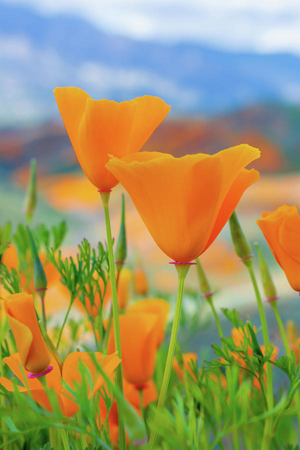 California Poppies Walker Canyon Portrait Photograph by Kyle Hanson
