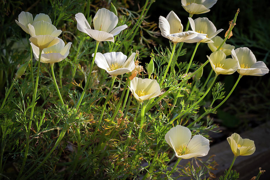 California Poppies White Eschscholzia Californica Photograph by Elaine Teague