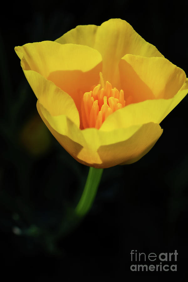 California Poppy 2 Photograph by Mellissa Ray