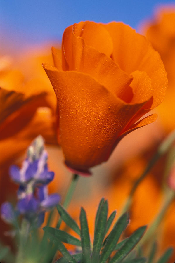 California Poppy and Lupine Photograph by Bonnie Colgan