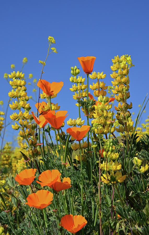 Poppy Photograph - California Poppy and Lupine Bouquet by Kathy Yates
