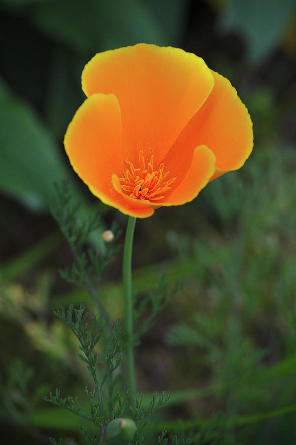California Poppy Bloom Photograph by Sean Hannon