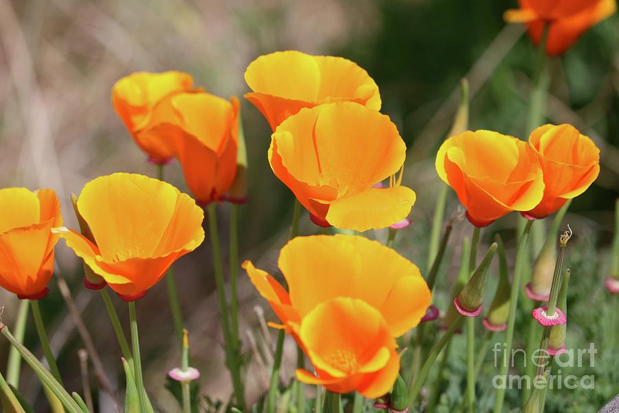 California Poppy Closeup Photograph