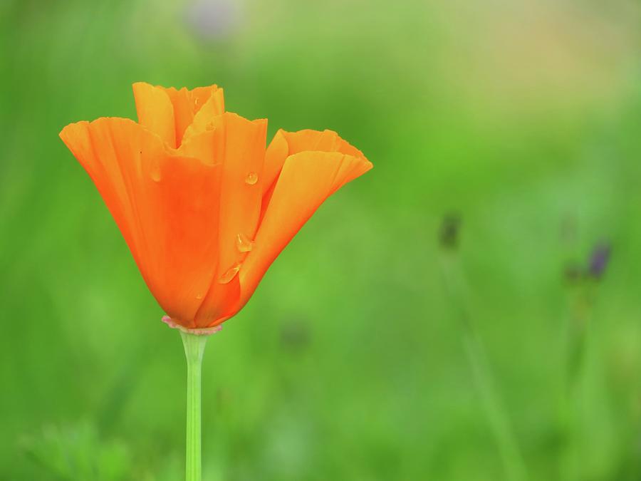 California Poppy Photograph by Connor Beekman