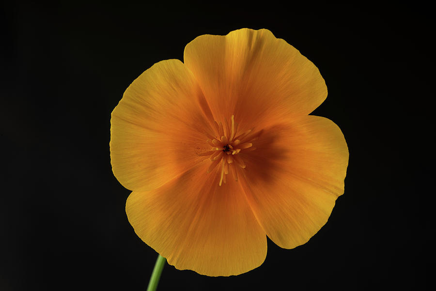 California Poppy, Eschscholzia Californica Photograph