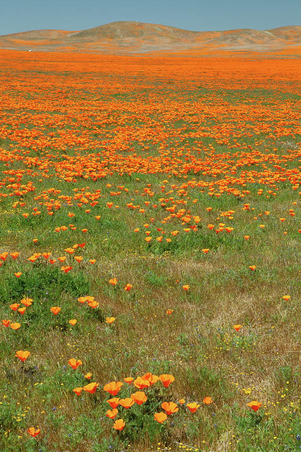 California Poppy Field in Mojave Desert California Photograph by Ram Vasudev