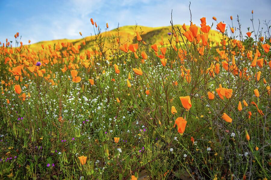 California Poppy Fields Photograph by Rebecca Herranen