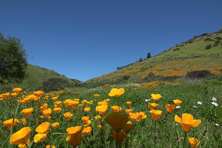 California Poppy Fields Photograph By Ronald Salzetti Pixels   California Poppy Fields Ronald Salzetti 