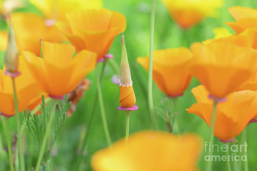 California Poppy Flower Bud Photograph by Tim Gainey