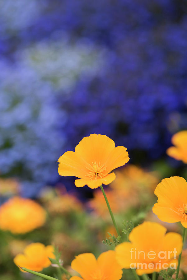 California Poppy Flower in a Garden Border Photograph by Tim Gainey