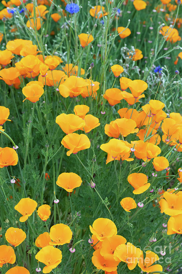 California Poppy Flowers in a Garden Border Photograph by Tim Gainey