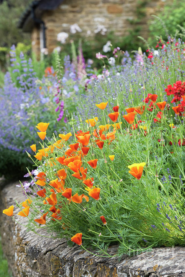 California Poppy Flowers in an English Cottage Garden Photograph by Tim Gainey