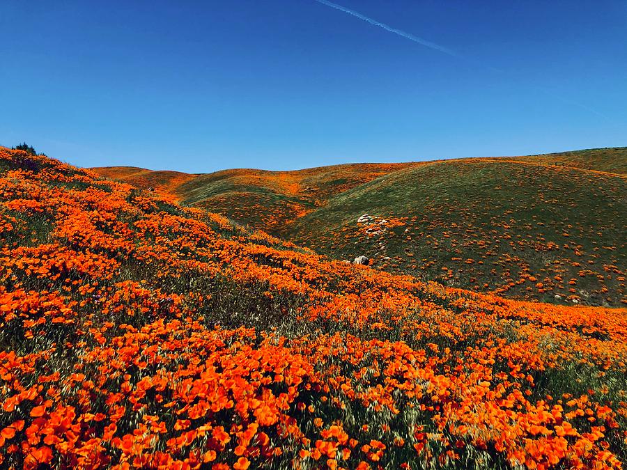 California Poppy Hills Photograph by Collin Westphal - Fine Art America