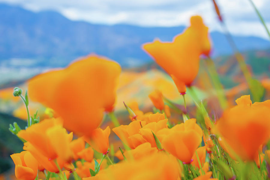 California Poppy Hills Photograph by Kyle Hanson