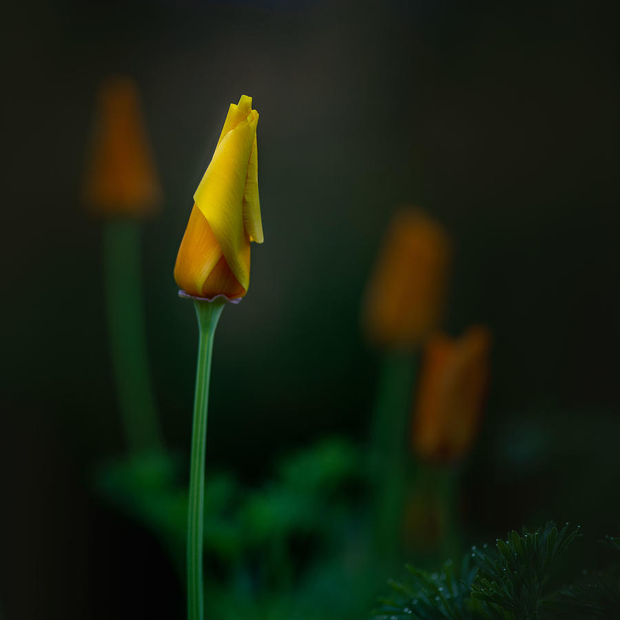 California poppy in the early morning Photograph by Alessandra RC