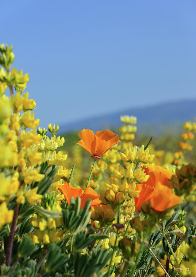 Poppy Photograph - California Poppy in Yellow Lupine by Kathy Yates