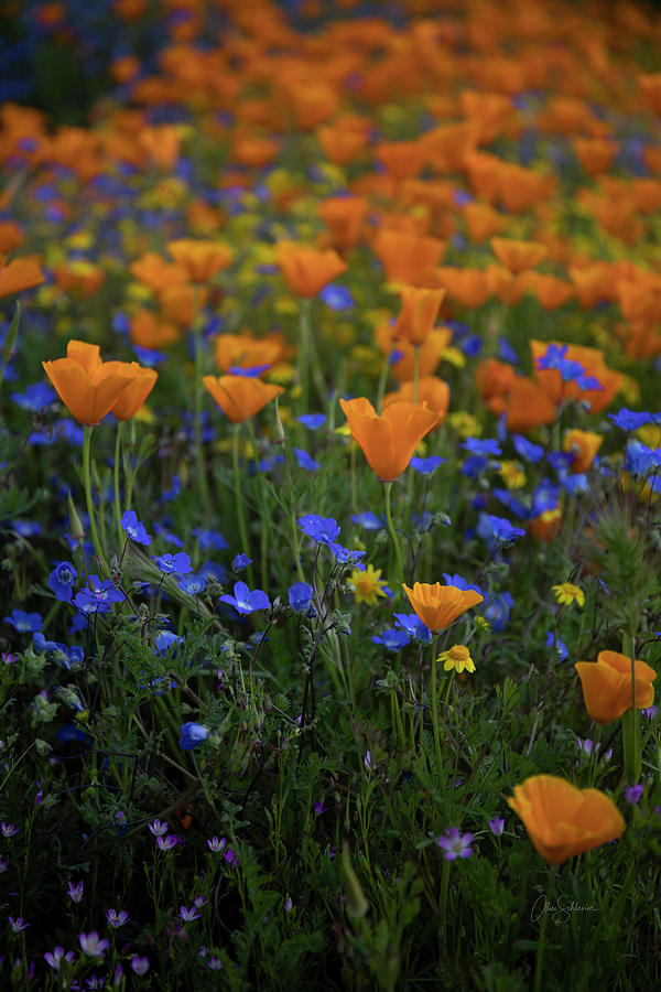 California Poppy Mix Photograph by Alice Schlesier