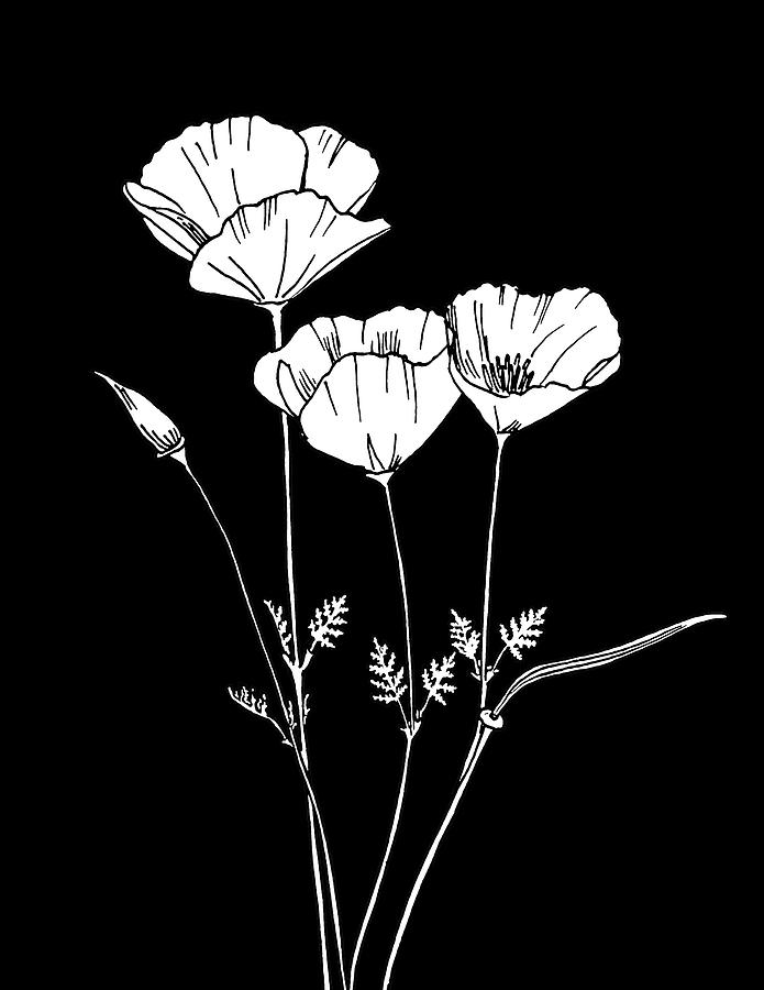 California Poppy on Black Drawing by Masha Batkova