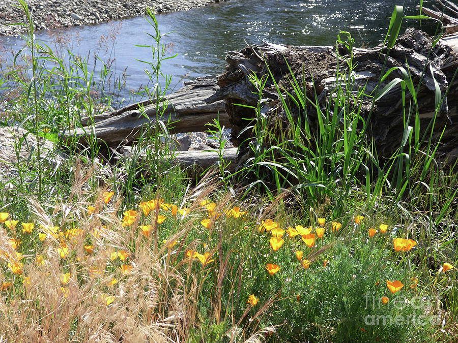 California Poppy On Mill Creek Photograph