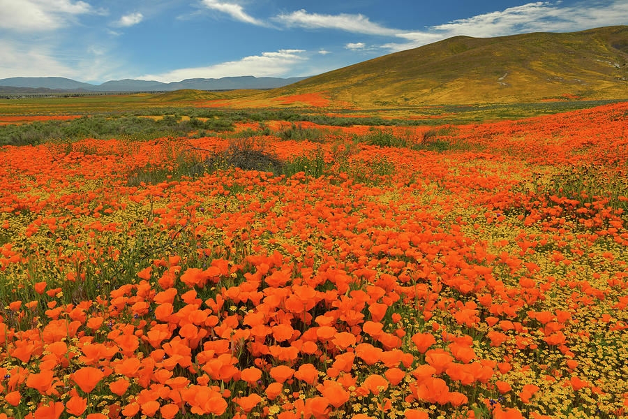 California Poppy Reserve Wildflowers 7 Photograph by Dean Hueber - Pixels