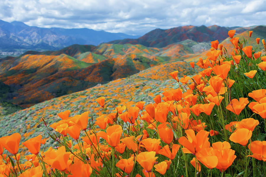 California Poppy Super Bloom Photograph by Kyle Hanson
